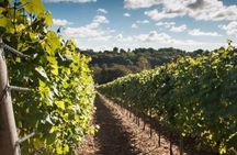 Day tour of Kakheti with wine tasting and bread-baking masterclass
