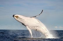 Whale discovery tour