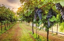 Chianti full-day guided tour with Tuscan brunch and wine tastings
