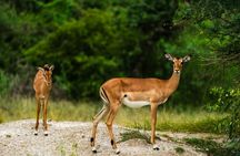 Nyerere National Park one-day safari with flights from Zanzibar