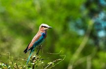 Nyerere National Park one-day safari with flights from Zanzibar