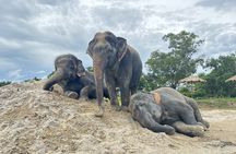 Guided elephant nature walk tour with transfer