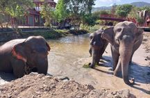Guided elephant nature walk tour with transfer