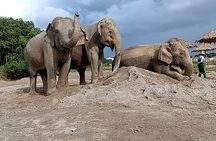 Guided elephant nature walk tour with transfer