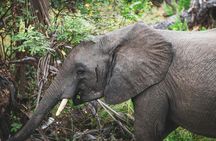 Nyerere National Park two-day premium safari with two game drives