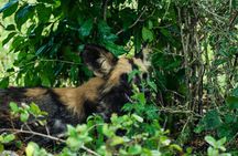 Nyerere National Park two-day premium safari with two game drives