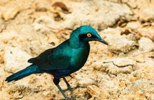 Nyerere National Park two-day premium safari with two game drives