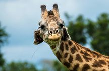 Mikumi National Park private one-day safari with flights