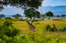 Mikumi National Park private one-day safari with flights