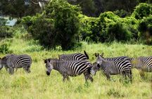 Mikumi National Park private one-day safari with flights
