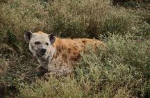 Nyerere National Park private one-day safari with flights