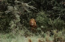 Nyerere National Park private one-day safari with flights