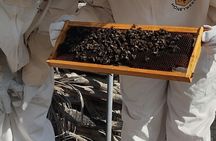 Beekeeping tour with honey tasting in Lanzarote
