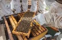 Beekeeping tour with honey tasting in Lanzarote