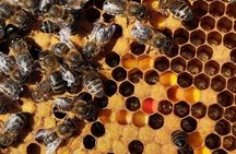 Beekeeping tour with honey tasting in Lanzarote