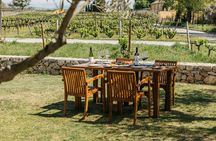 Familia Torres Winery Tour: Gastronomic & Wine Experience