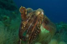 Beginner scuba diving adventure in Malta