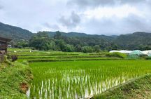 Private van with driver for 1 day, Pha Chor, and Doi Inthanon