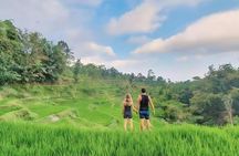 Full-day tour of rice fields, waterfalls and monkeys in Tetebatu