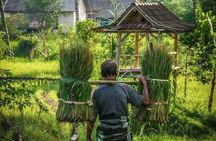 Full-day tour of rice fields, waterfalls and monkeys in Tetebatu