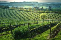 Wine tasting tour at Poggio del Moro boutique winery