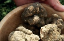 Truffle hunting and bitter tastings with light lunch close to Noto