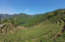 Thousand-Island Lake & Pinglin Tea Plantation guided tour from Taipei