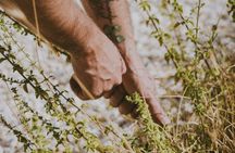 Botanical bitters workshop and nepeta liqueur tasting close to Noto