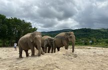 Ethical Elephant Sanctuary feeding experience