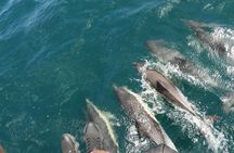 Dolphin watching in Gibraltar from the Coast of Cadiz