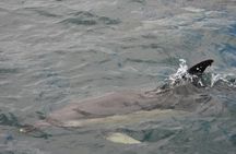 Dolphin watching in Gibraltar from Jerez