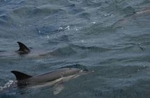 Dolphin watching in Gibraltar from Jerez