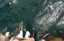 Dolphin watching in Gibraltar from Jerez