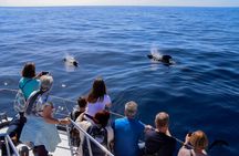 Flipper tour with whale watching and lava delta