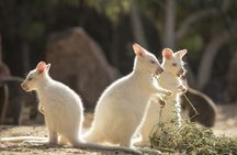 Oasis Park Fuerteventura entrance tickets