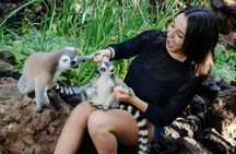 Oasis Park Fuerteventura entrance with lemur experience
