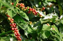 2-day tour with private van in Chiang Rai and Doi Chang