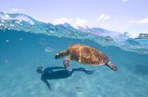 Half-day ocean safari Great Barrier Reef adventure