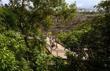 Rainforest Wild Asia