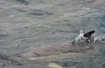 Dolphin watching in Tarifa from the coast of Cádiz with pickup