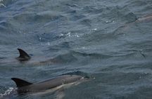 Dolphin watching in Tarifa from the coast of Cádiz with pickup