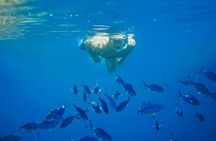 São Miguel coastal snorkelling adventure
