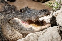 Everglades National Park airboat tour with pick-up from Miami