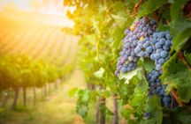 Vineyard experience and guided tour through Provence from Nice