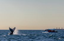Whale discovery tour