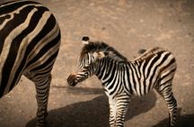 Oasis Wildlife Fuerteventura Ticket