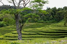 Full-day tour of São Miguel Island with Lagoa das Furnas