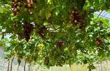 Flower Gardens and Dantewada Waterfall Park full-day private excursion