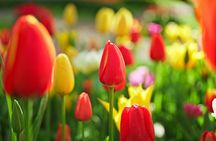 Tour from Amsterdam to Keukenhof and Dutch countryside