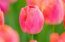 Tour from Amsterdam to Keukenhof and Dutch countryside